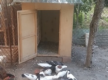 Göyərçinlər və yuva