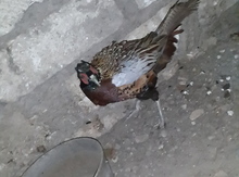 Qırqovul