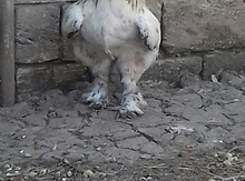 Brama xoruzu