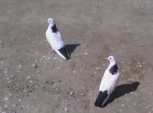 Göyərçinlər