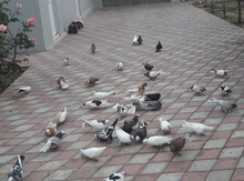 Göyərçinlər