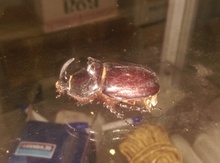 Gərgedan böcəyi