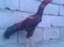 Heyrati beçə