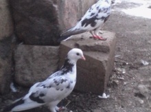 Göyərçinlər
