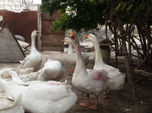 Rusiya qazları