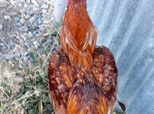 Heyratı
