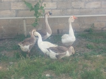 Qaz yumurtaları