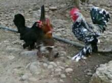 Yaponka cücələri