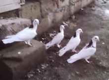 Göyərçin