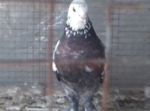 Ağbaş