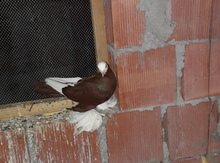 Göyərçin
