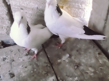 Göyərçinlər