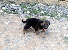 Alman ovçarkası