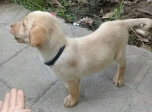Labrador