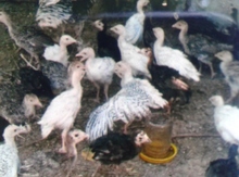 Hind quşları