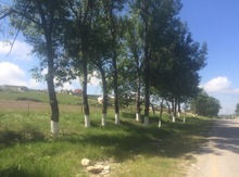 12 sot torpaq sahəsi, Şamaxı r.