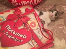 Отдам котенка в добрые руки