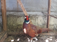 Qırqovul