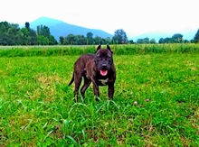 Pitbul