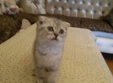 Шотландский вислоухий кот