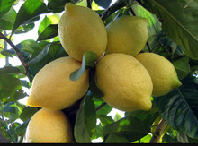 Limon tingi
