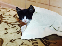 Котенок в добрые руки