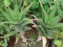 Aloe bitkisi