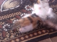Pişik balaları