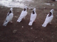 Göyərçinlər