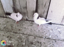 Göyərçinlər