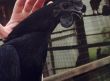 Ayam xoruzu