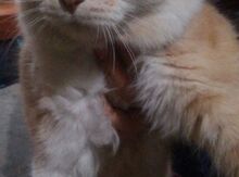 Шотландская вислоухая кошка