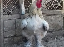 Brama yumurtası