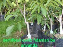 Qoz ağacı