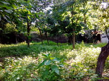 Həyət evi, Göyçay r.