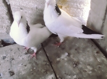 Göyərçinlər