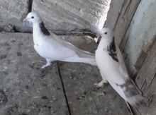 Göyərçinlər
