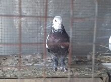 Göyərçin