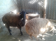 Qoyunlar
