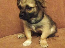 Pekines