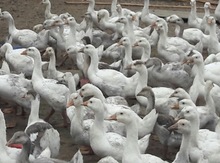 Rus qazları