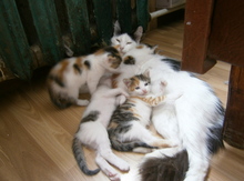 Отдам в добрые руки домашних котят