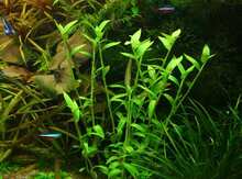 Akvarium bitkiləri