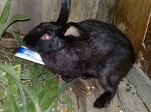 Dovşanlar