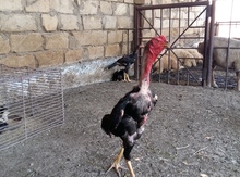 Heyratı beçə