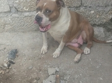 Buldoq