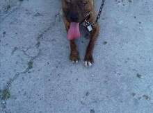 Pitbul