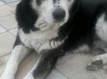 Haski