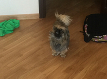 Pekines tapılıb