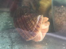 Ampularialar